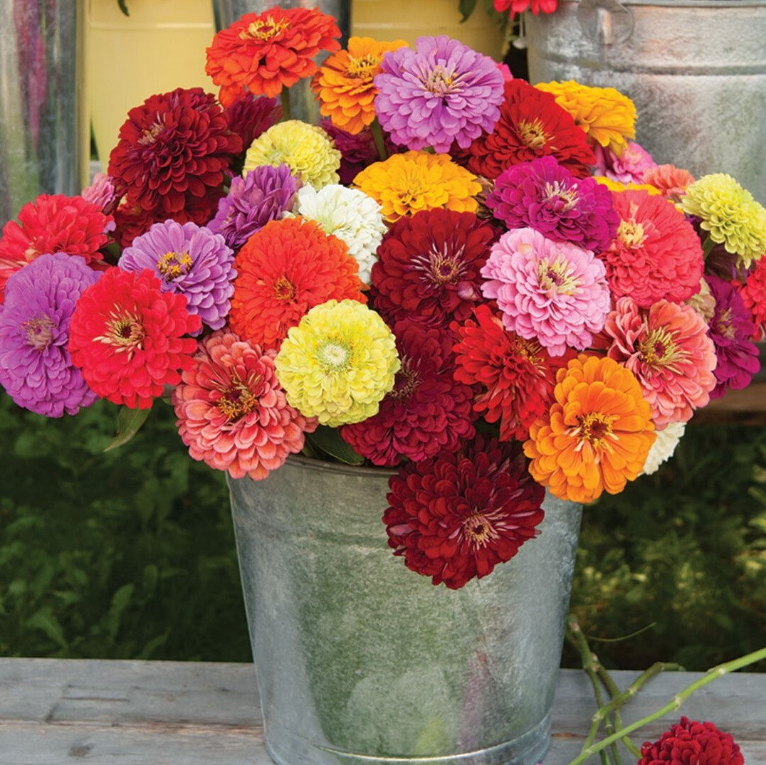 zinnia potted plants Zinnia Benary's Giants Mix (25 seeds) – Lily's Garden Store