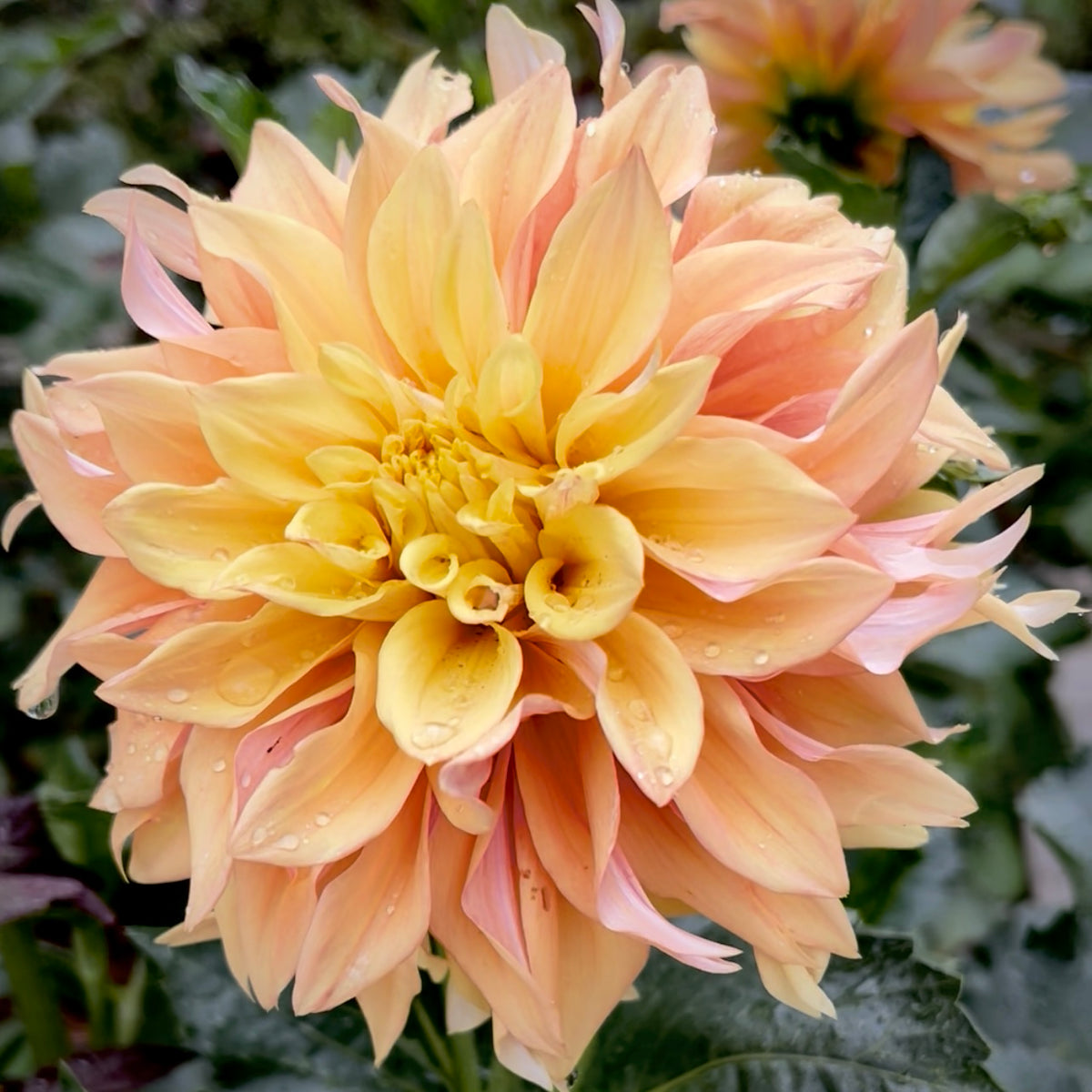 Dahlia 'Tyrell' - Informal Decorative (1 farm tuber) – Lily's