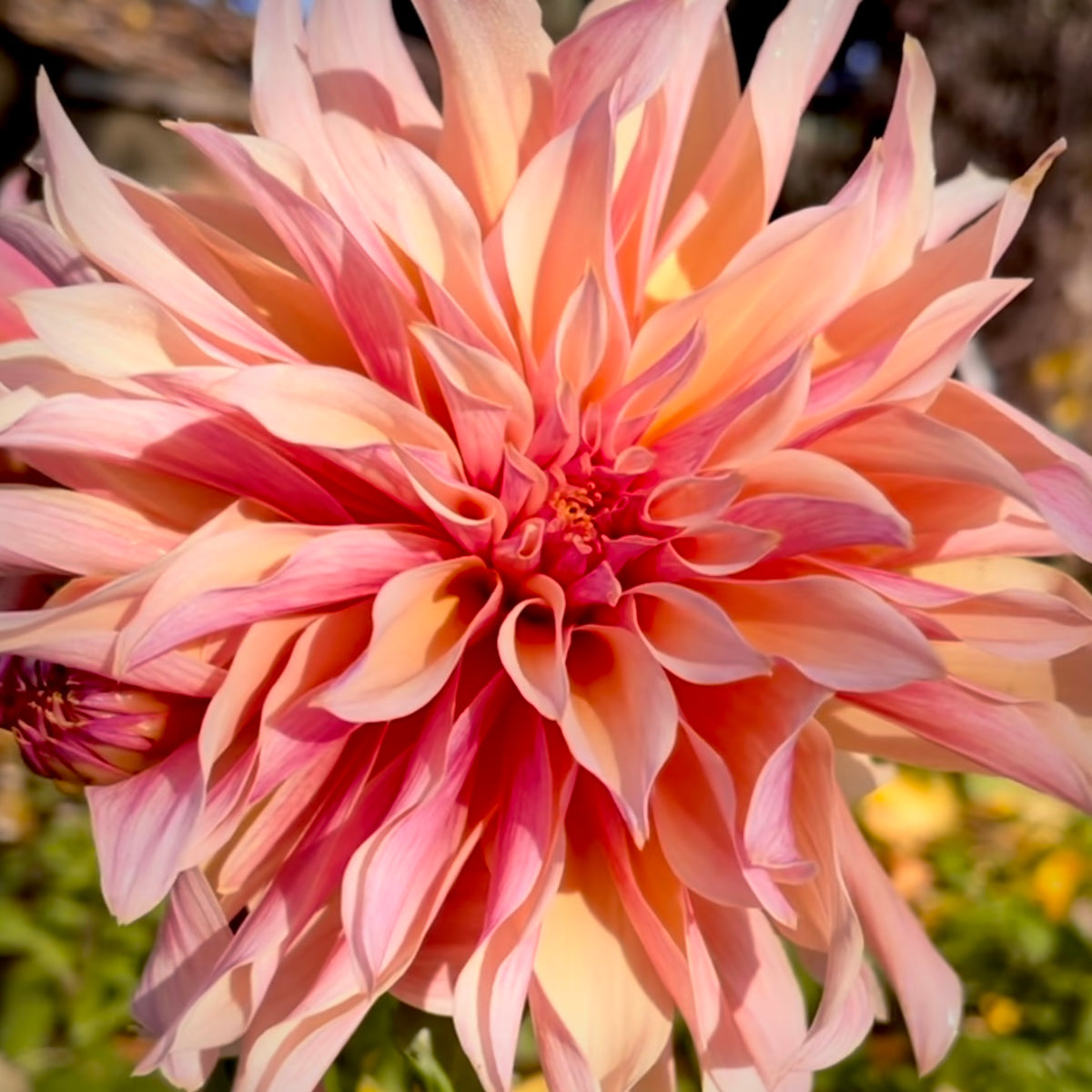 Dahlia 'Labyrinth' - Dinnerplate Informal Decorative (1 tuber