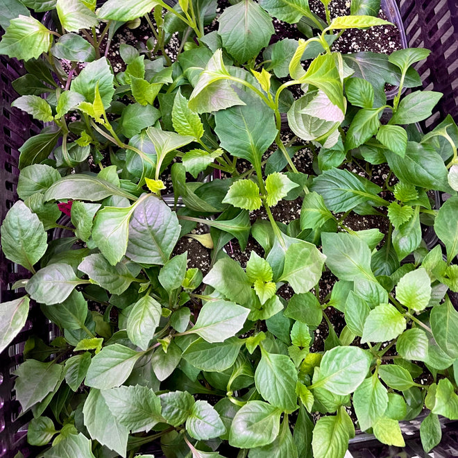 Dahlia Cuttings, Canada