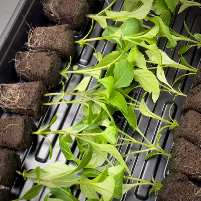 Dahlia Cuttings, U.S.