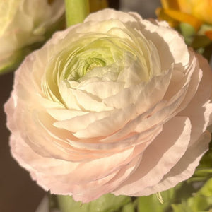 Anemone and Ranunculus | Fall 2025