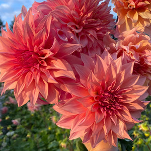 Dahlia Carlos Watermelon
