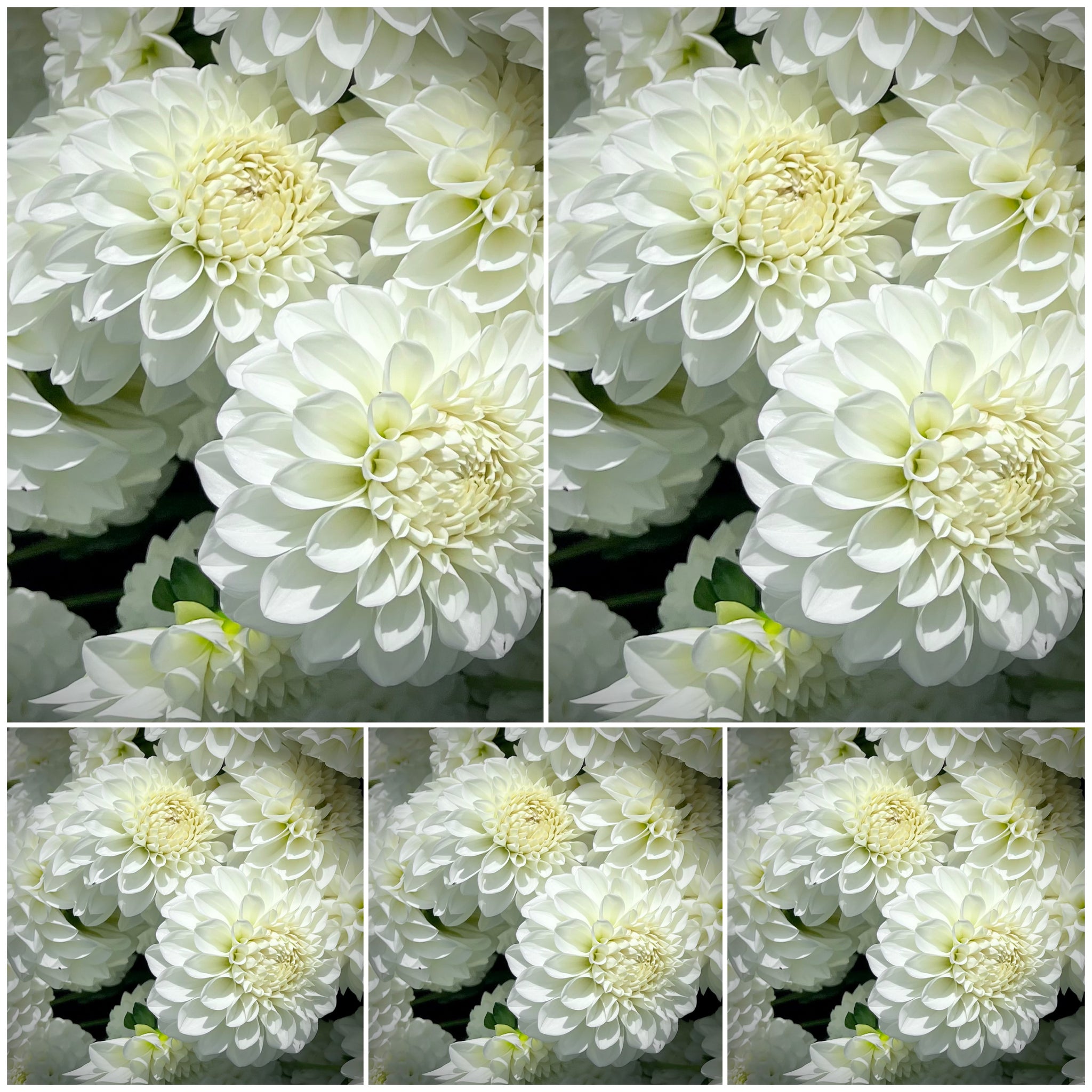 Dahlia Boom Boom White, wholesale bulk