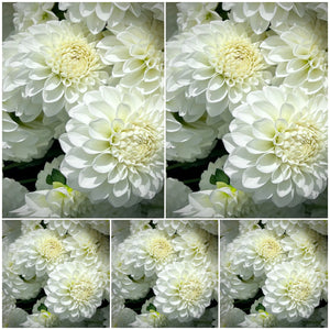 Dahlia Boom Boom White, wholesale bulk