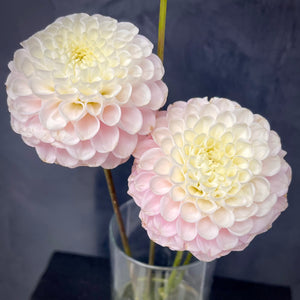 Dahlia White Wizard