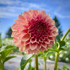 Dahlia Coral Sea