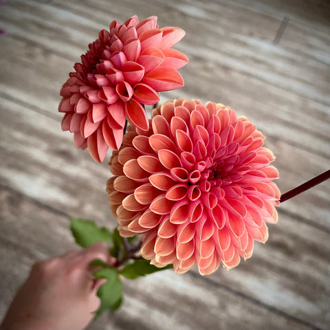 Dahlia Bestseller buy dahlia tuber online