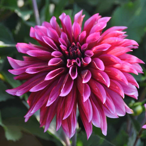 Dahlia 'Tanita' - Semi-Cactus (1 tuber) – Lily's Garden Store