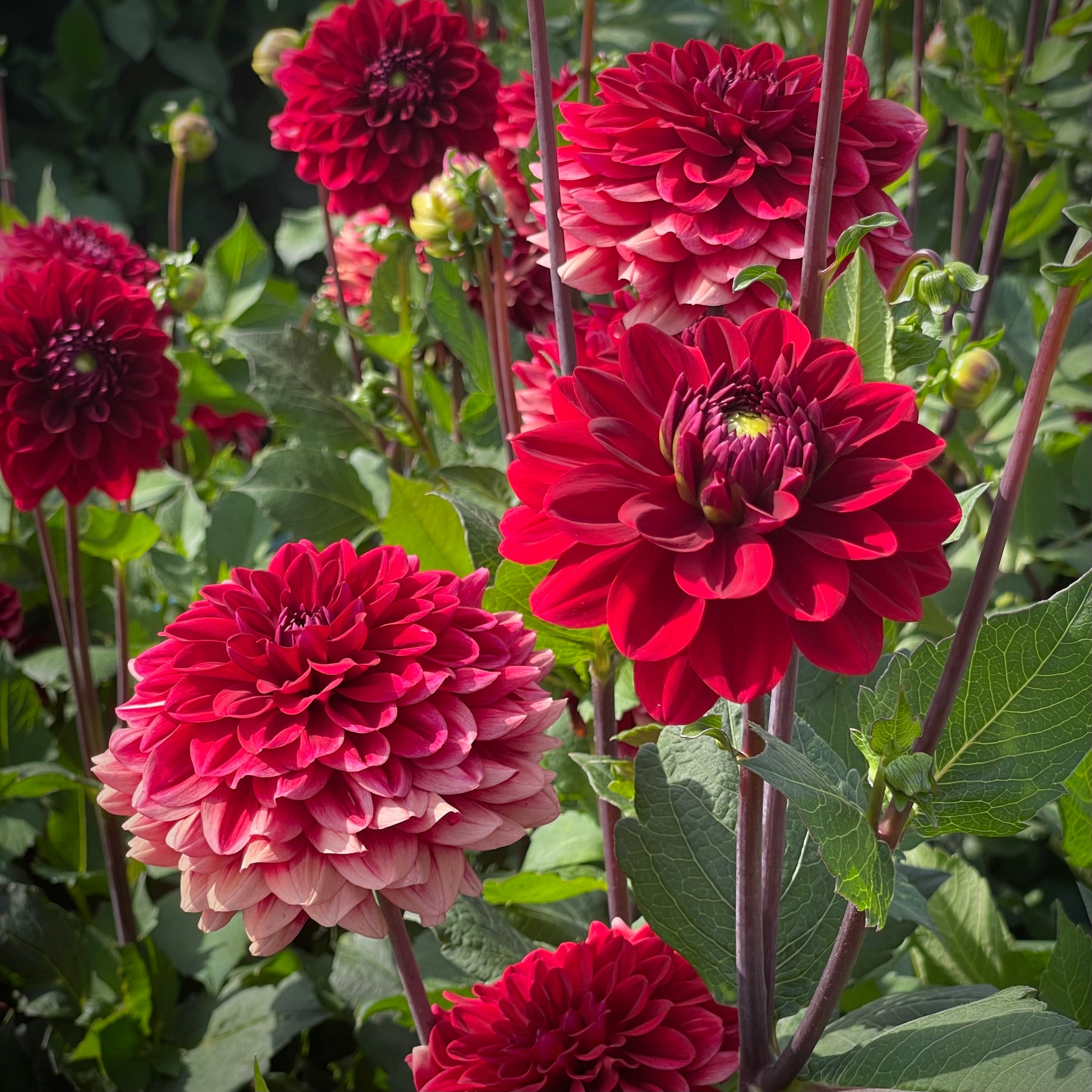 dahlia plants in pots for sale Dahlia 'Red Runner'