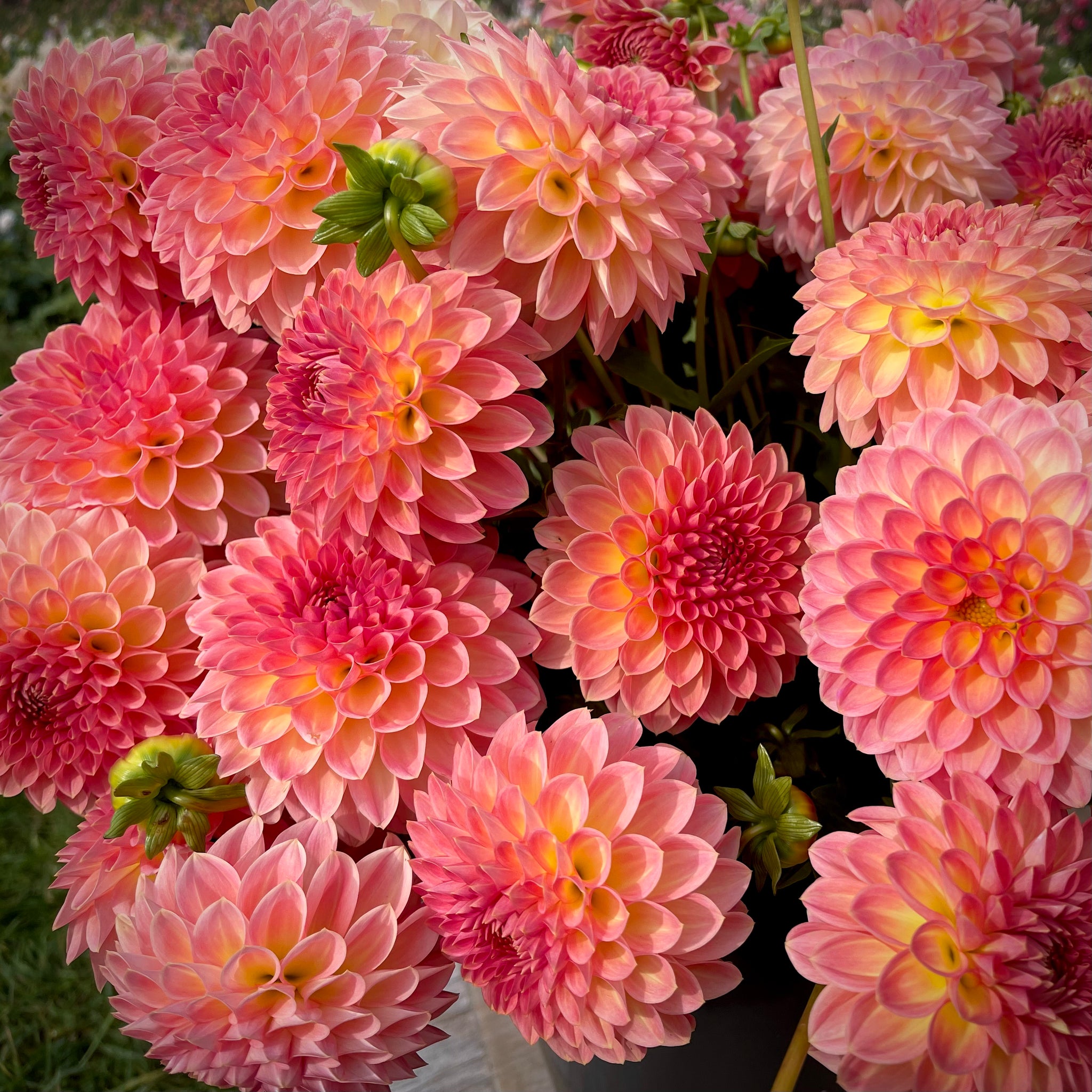 Dahlia 'Hillcrest Suffusion' - Small Formal Decorative (1 farm Dahlia 'Hillcrest Suffusion' - Small Formal Decorative (1 farm
