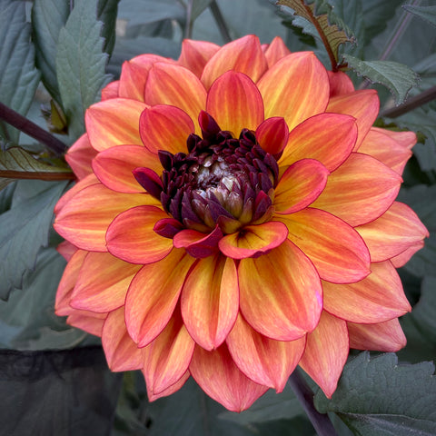 Dahlia tuber Miss Brandy buy online 