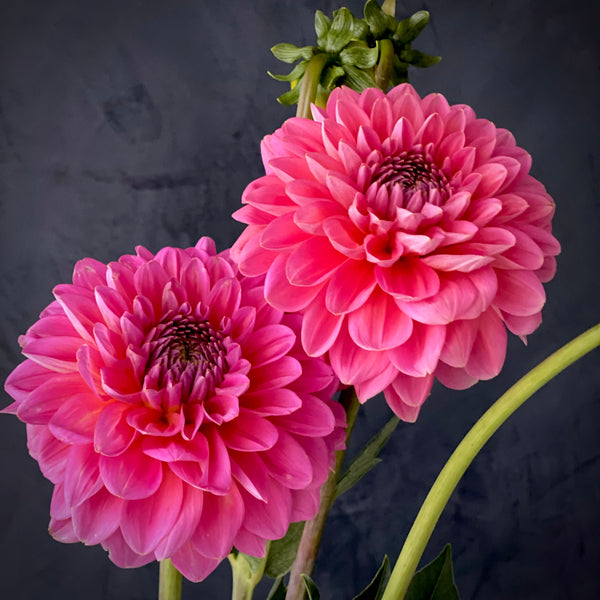 Dahlia 'Pink Runner' - Small Formal Decorative (1 tuber)