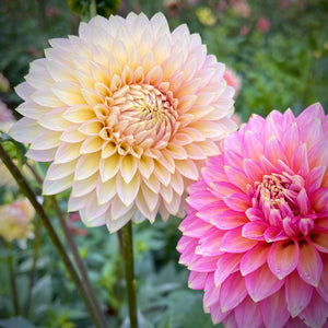 Dahlia Bloomquist Compare 