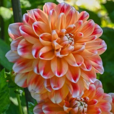 Dahlia 'Hapet Harmony' - Formal Decorative Variegated (1 imported tuber)