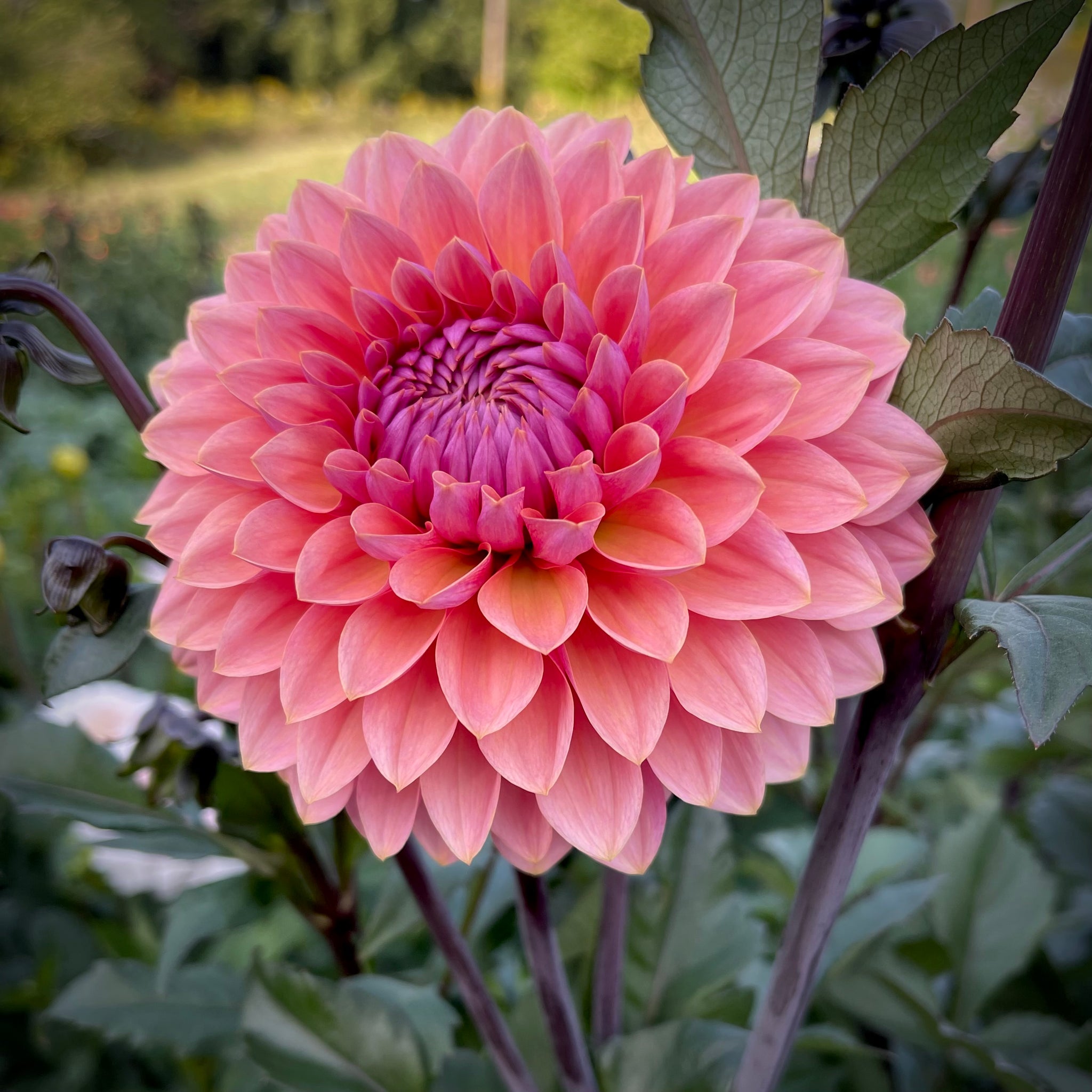 Dahlia Sweet Sanne