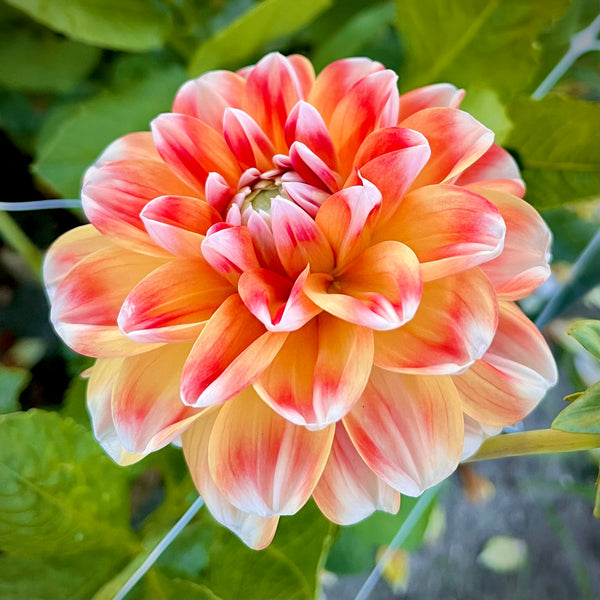 Dahlia Hapet Harmony - buy dahlia tubers online
