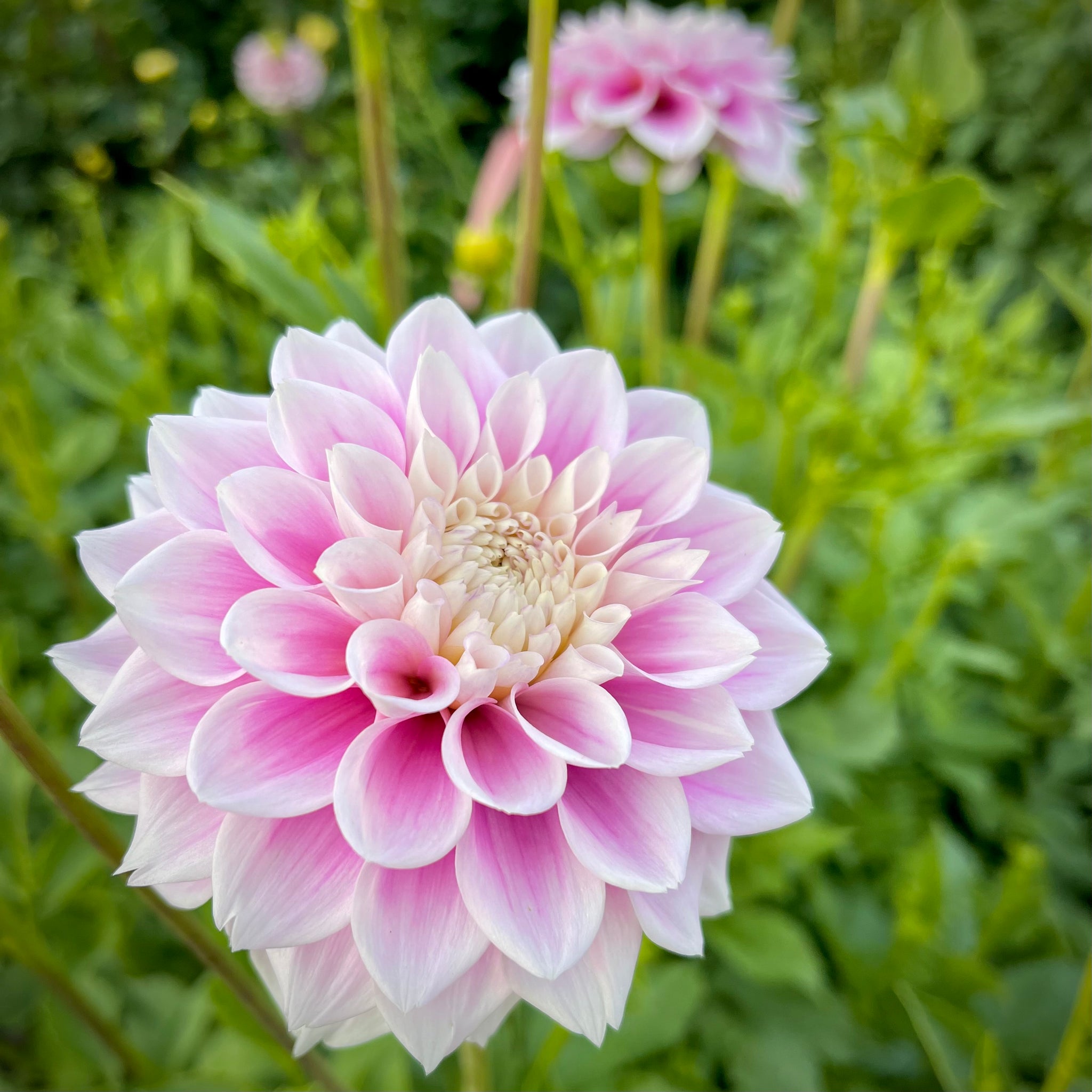 dahlia lily flower Dahlia 'Sweet Love' (1 farm tuber) – Lily's Garden Store