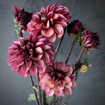 Dahlia 'Senior's Hope' - Small Informal Decorative (1 farm tuber)