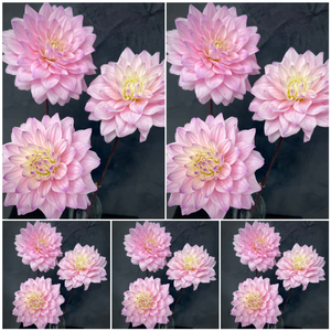 5-pack Dahlia Karma Prospero bulk tubers wholesale