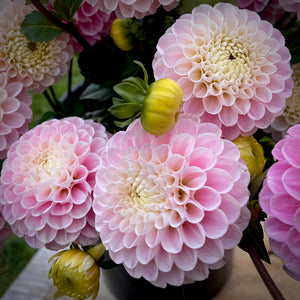 Dahlia Wizard of Oz