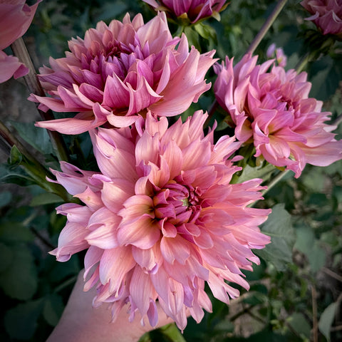 Dahlia tuber La Belle Epoque buy online