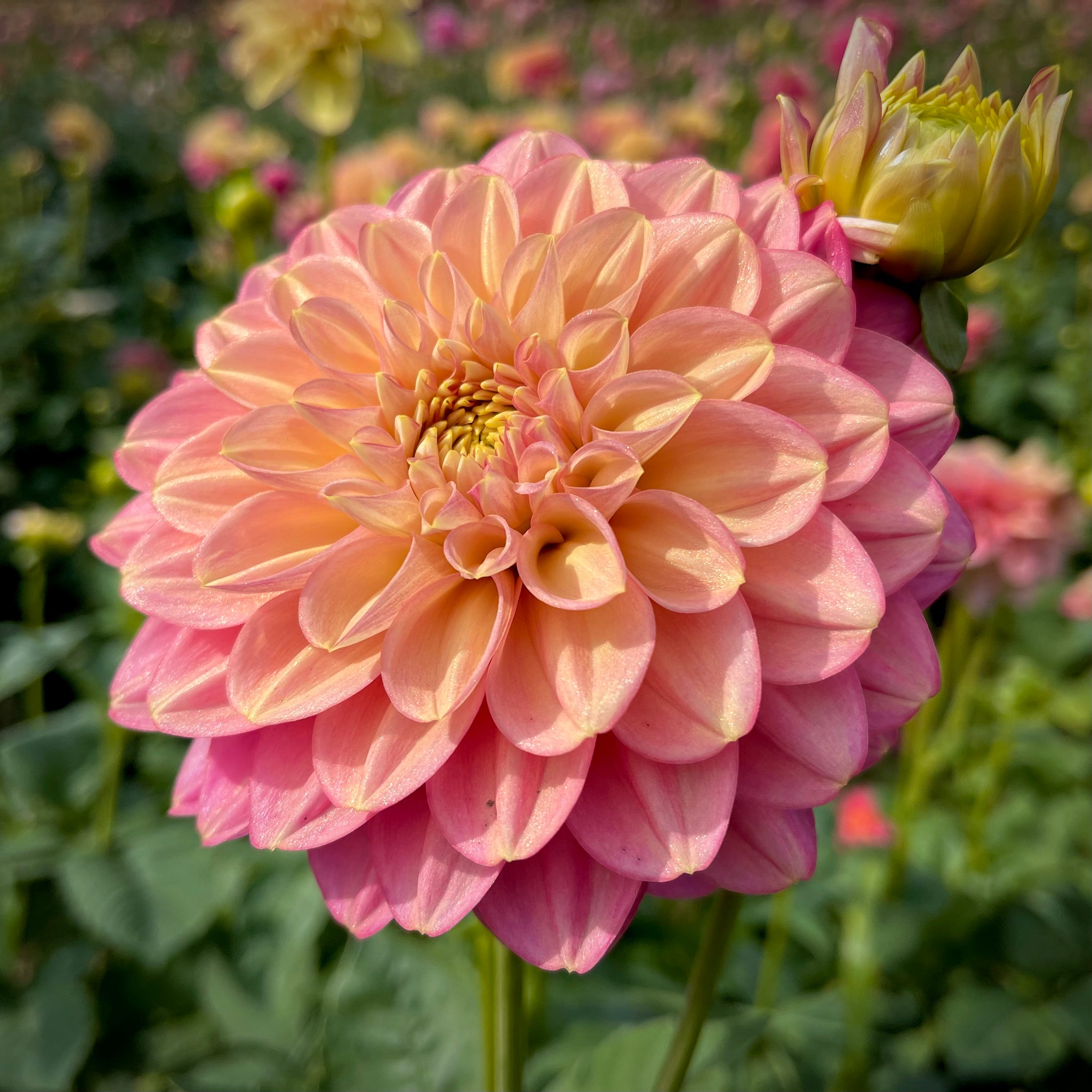 Dahlia Tuber Pre-orders | Spring 2026 – Tagged 