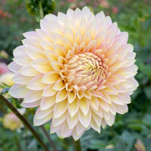 Dahlia Bloomquist Blush