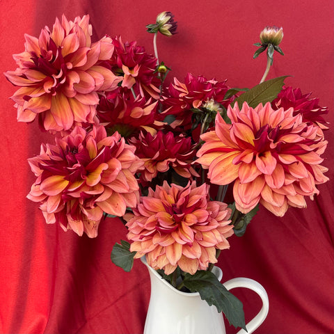 Dahlia Miss Brandy buy dahlia tubers online