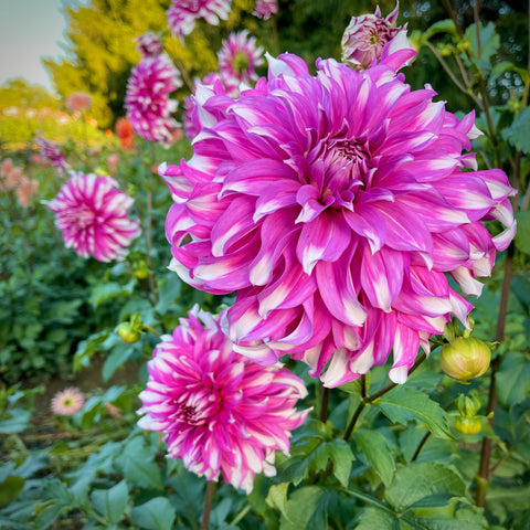 Dahlia Radegast buy dahlia tubers online 