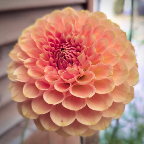 Dahlia 29th Avenue Softer Peach