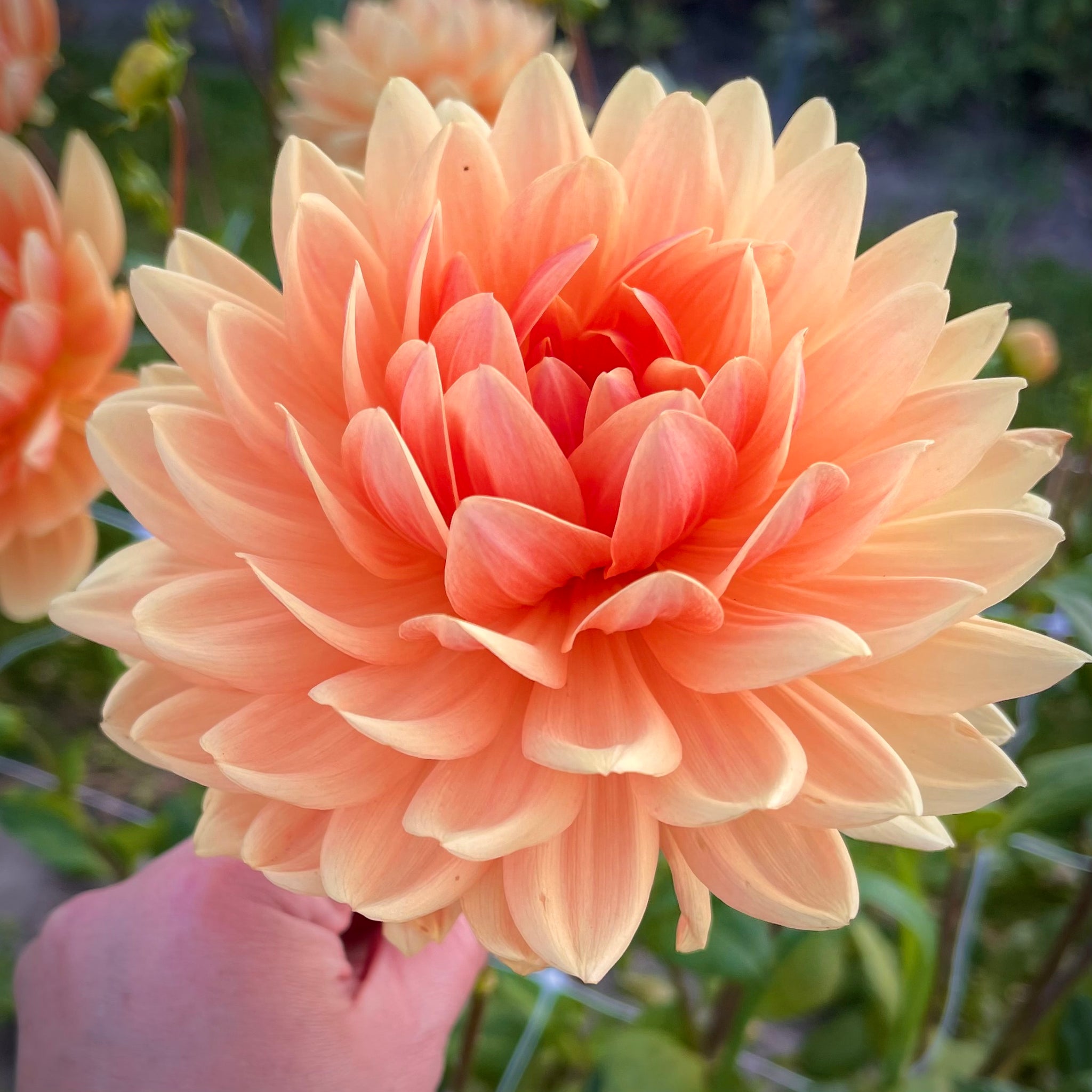 Dahlia Rancho buy dahlia tubers online
