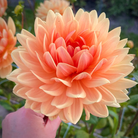 Dahlia Rancho buy dahlia tubers online