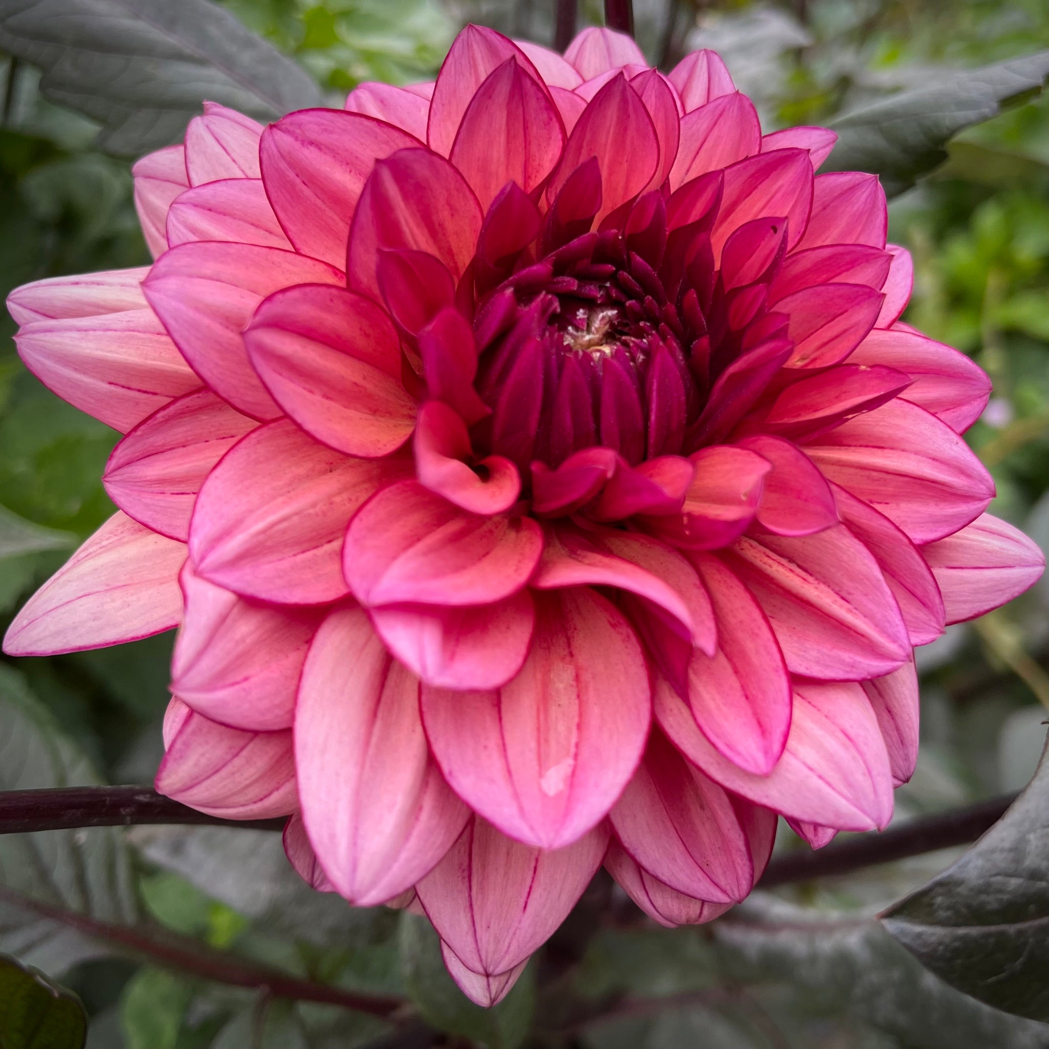 Dahlia Molly Raven