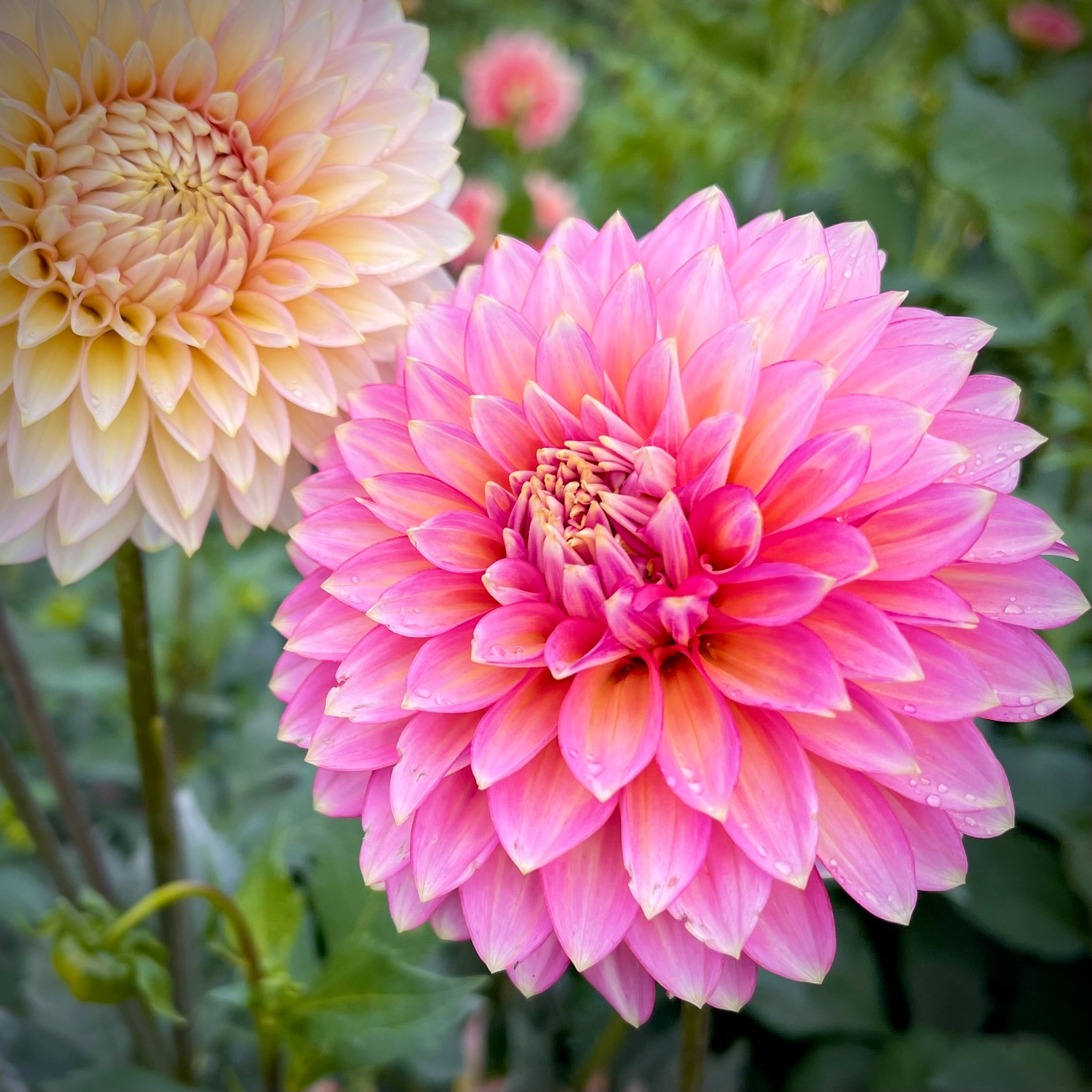 Dahlia Bloomquist Mojo