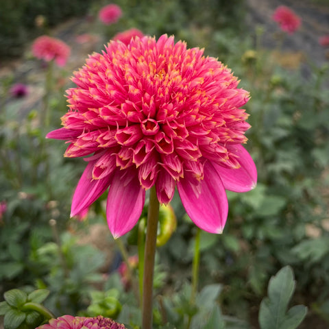 Dahlia Alyshia buy dahlia tubers online