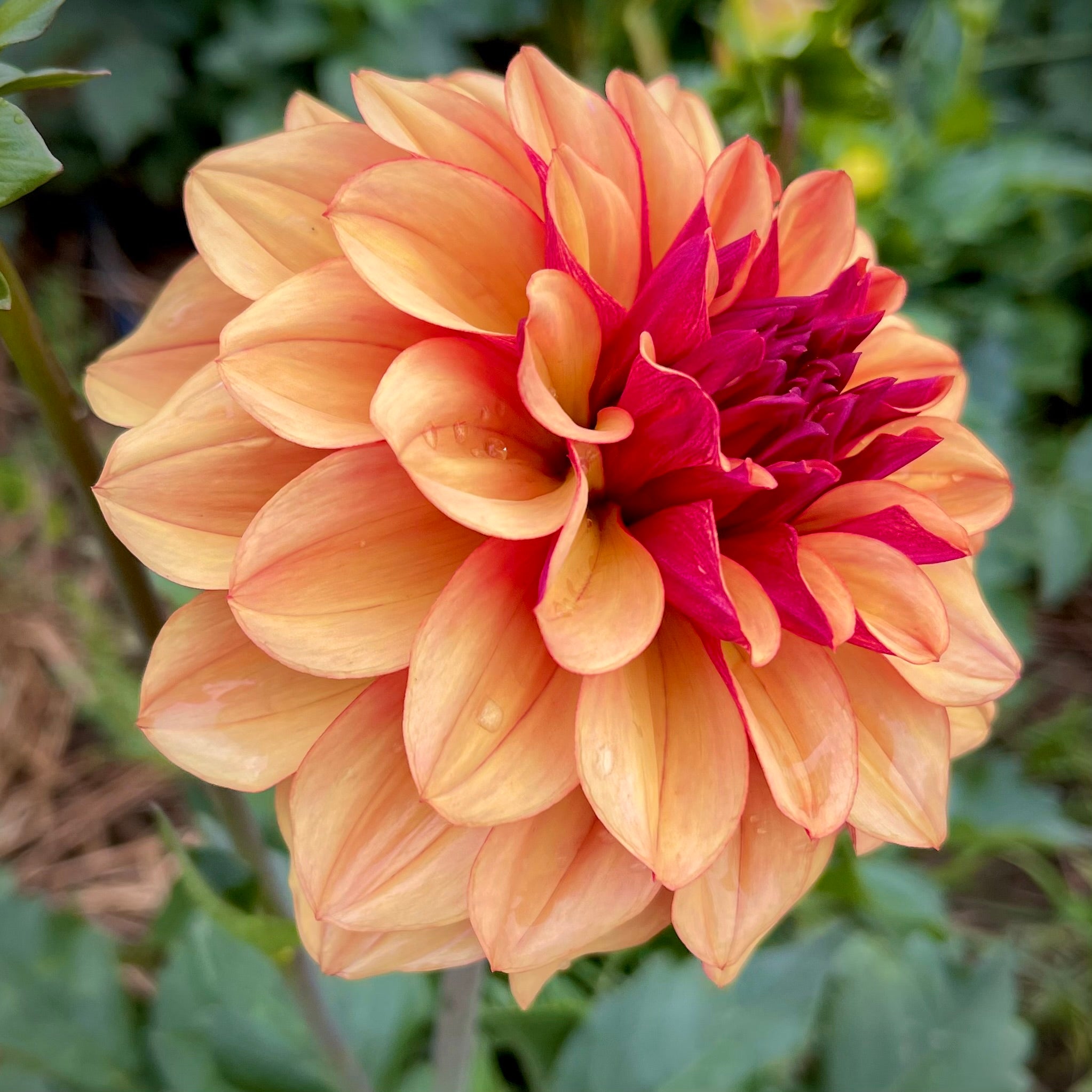 Dahlia 'Creme de Cognac' - Small Informal Decorative (1 farm tuber