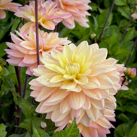Dahlia 'Mondriaan' - Small Informal Decorative (1 farm tuber)