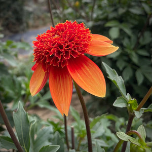 Dahlia Josie buy dahlia tubers online