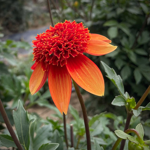 Dahlia Josie buy dahlia tubers online