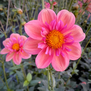 Dahlia Strawberry Bonbon