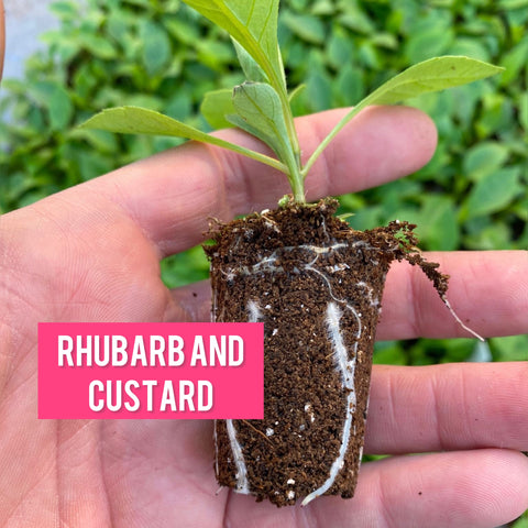 Dahlia 'Rhubarb and Custard' - Imported Collarette (1 virus-free cutting)