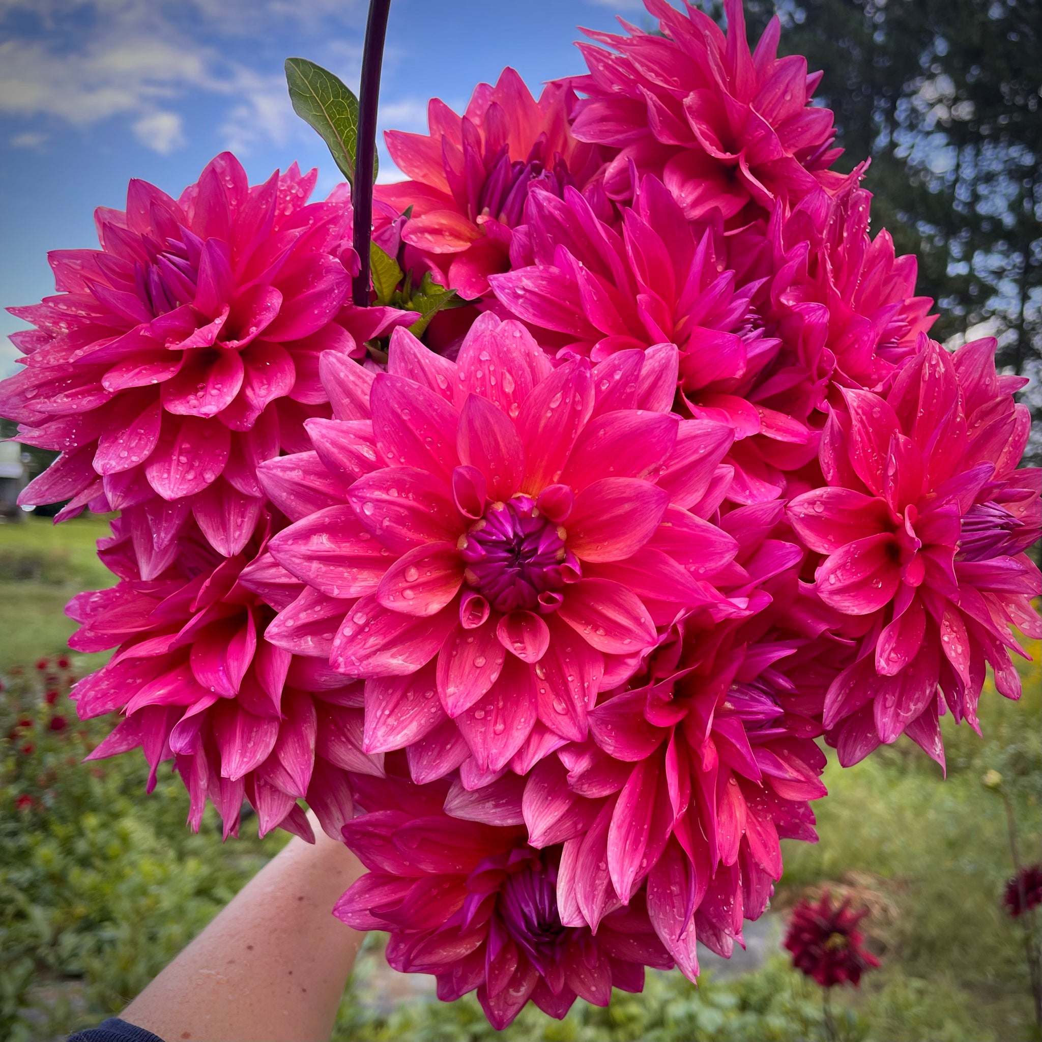 Dahlia Tuber Pre-orders | Spring 2026 – Tagged 