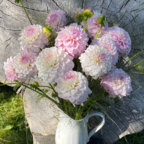 Dahlia Janick’s Symphony buy dahlia tubers online