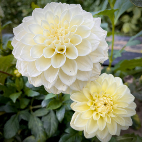 Dahlia Caramel Antique