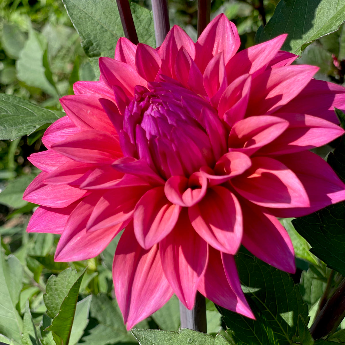 Dahlia 'Feline Yvonne' - Imported Formal Decorative (1 tuber) – Lily's ...