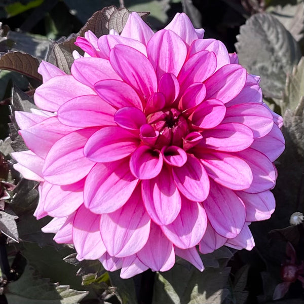 Dahlia 'Melissa Anne Marijke' - Formal Decorative (1 imported tuber)