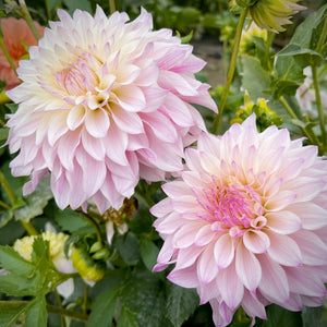 Dahlia Bloomquist Compare