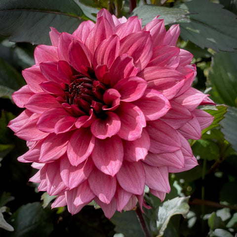 Dahlia Night Silence