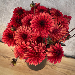Dahlia Danique buy dahlia tubers online